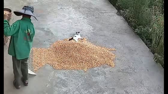 Cat shifts positions as owner gathers drying cereal in CCTV video
