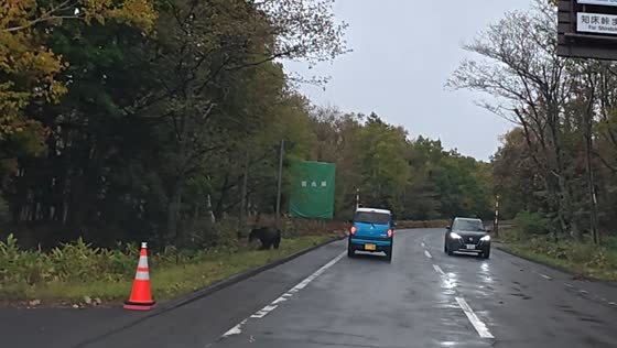 Brown bear sighting on roadside in Shiretoko Peninsula, Hokkaido, Japan