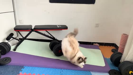 Ragdoll cat jumps and chases teaser during playtime in Shandong, China