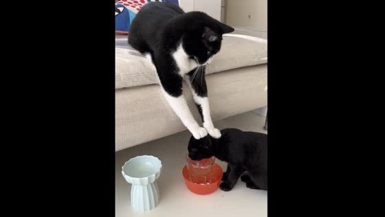 Adorable cat duo: older cat helps younger brother drink water