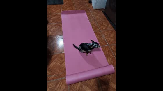 Dog's unconventional use of exercise mat: butt-scratching behavior caught on camera