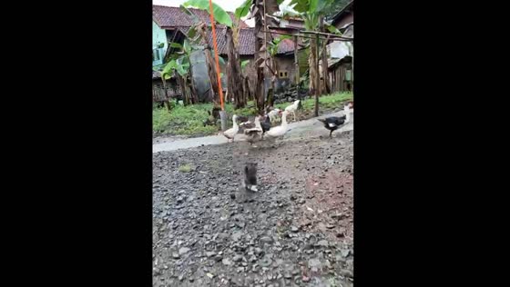 Kitten playfully chases ducks in Purwokerto, Indonesia