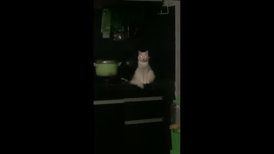 Pet cat with glowing red eyes stares at owner in Garut, Indonesia