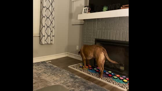 Dog uses buttons to make demands in La Marque, Texas