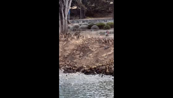 Sea lions rush into the water like an avalanche in Monterey, California, USA