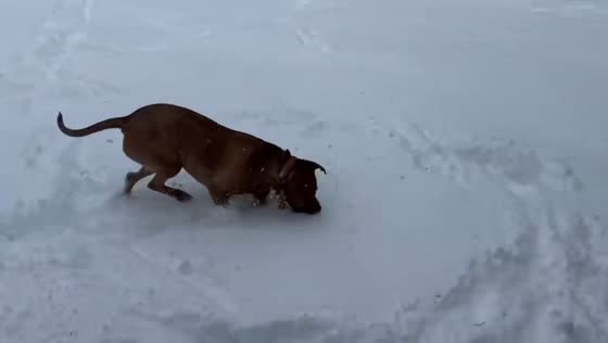 Dog plays in fresh snow during winter storm in Long Island, New York, USA