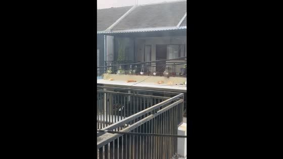 Quartet of serenity: daily balcony rituals of South Tangerang's neighborly cats