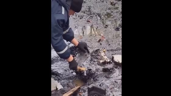 Miraculous rescue: dog saved from oil-soaked peril in Birobidzhan