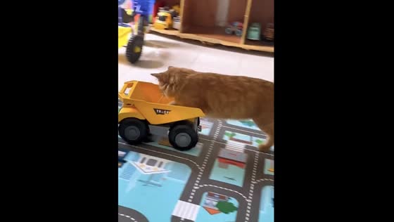 Watch This Adorable Cat Pushing a Toy Truck While Running with Toddler Harraz