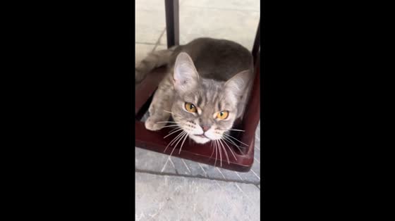Australian Mist cat makes funny sounds while staring in Hebei, China