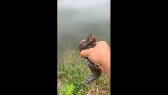 Man frees a Green Heron in Hunan, China
