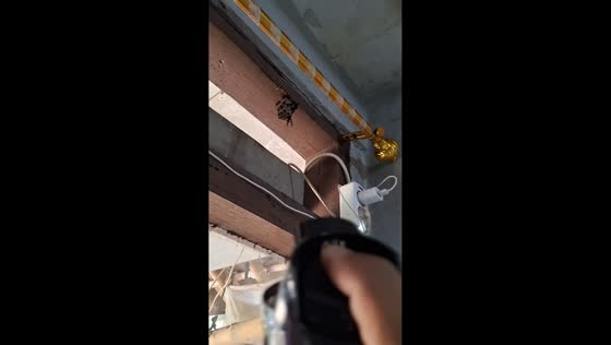 Man stung while fleeing after spraying wasp hive in Salatiga, Indonesia