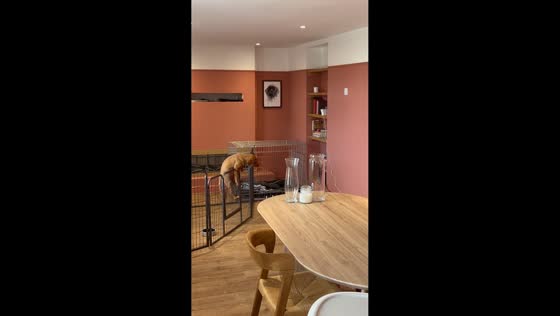 Puppy escapes from crate in Worcestershire, UK