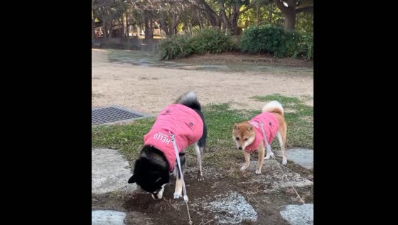 The cute husky is digging, and all the mud goes to the dog's face behind her!