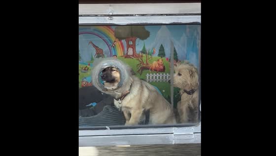 Dogs with specialized compartments spotted on a vehicle in Jiangsu