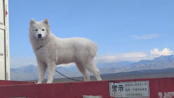 Dog spotted tied on top of moving truck in Xinjiang, China