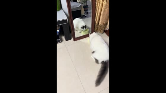 Cat pushes water bowl to mirror before drinking in Heilongjiang, China
