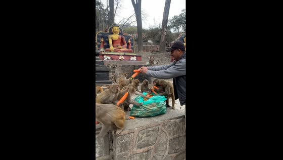 Monkey business: a carrot feast in Kathmandu, Nepal