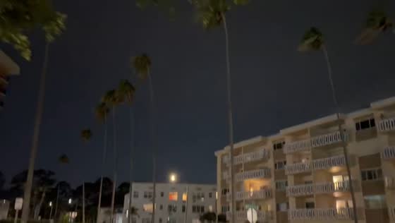 Strong winds sway palm trees at Tampa Bay in St. Petersburg, Florida, USA
