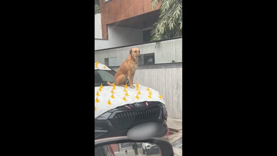 Fearless street dog perches on car in Agra, India