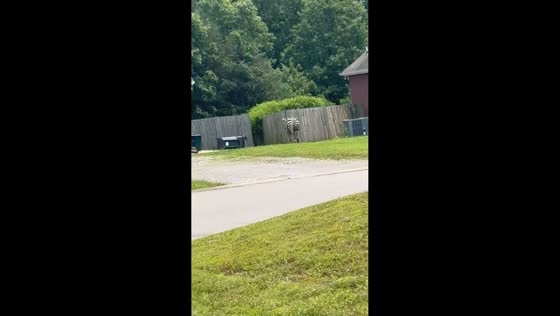 Zebra spotted running through neighborhood in Murfreesboro, Tennessee
