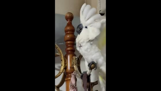 Cockatoos create a noisy, funny moment in Hebei, China