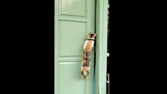 Resourceful feline masters the art of door-opening: a fascinating tale from Jepara, Indonesia!