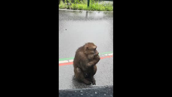 Monkey makes unusual sound after being fed fruit in Zhejiang, China