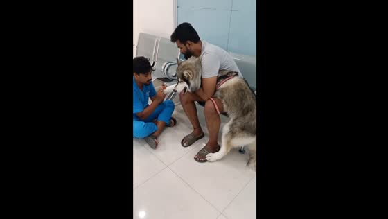 Husky makes hilarious drama during nail trimming at Hyderabad vet