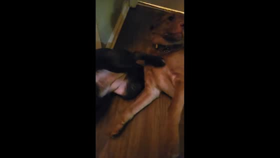Pet dog reacts with kicks while being scratched in Virginia, USA