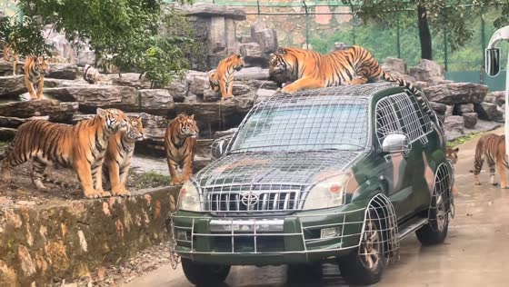 Tiger leaps onto vehicle to snatch food in Henan safari park, China