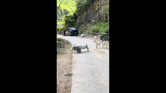 Dog hilariously flees after goat charges in Zhejiang, China