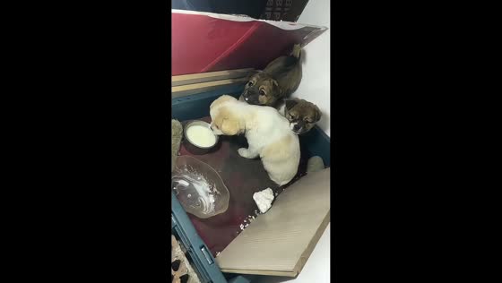 Excited puppy spills bowl of milk while trying to drink in Jiangsu, China
