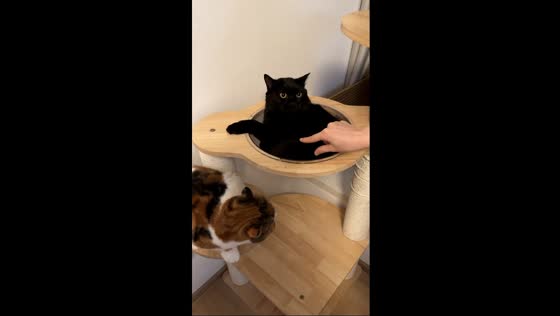 Adorable Bombay cat responds with cute sounds in Zhejiang, China