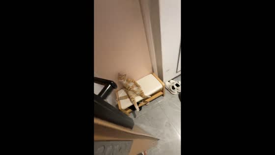 Orange tabby cat’s hilarious sitting posture amuses homeowner in Jiangsu, China