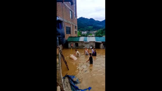 People use crane to rescue pig from floodwaters in Guizhou, China