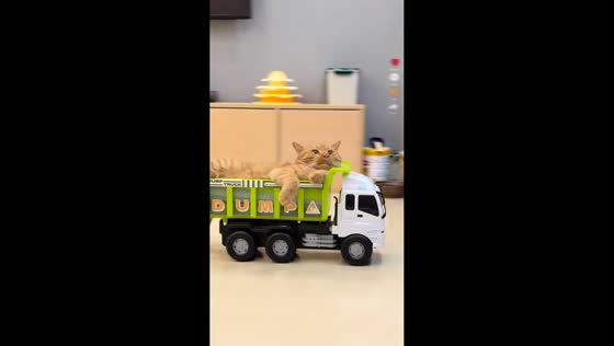 Cat rides remote-controlled dump truck and startles another cat in Guangdong, China