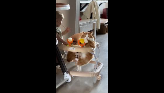  Ginger cat chills in baby walker in Kurgan, Russia