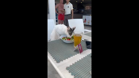 Cat enjoys a stolen tuna salad lunch in Side, Turkey