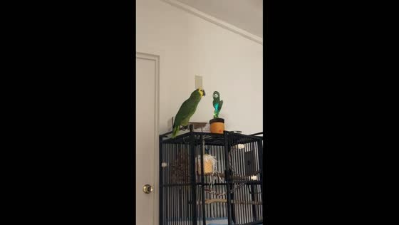 Parrot plays with dancing cactus toy in Santa Rosa, Florida, USA