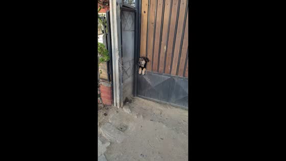 Neighborly bark exchange: Scooby and Sacha take turns at the gate