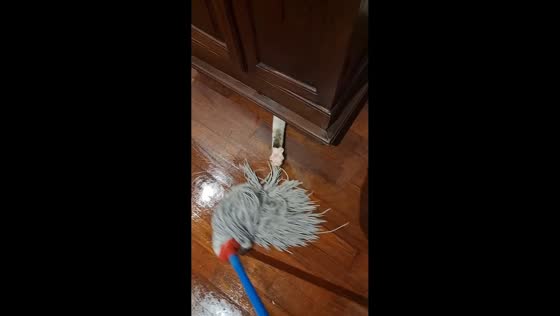 Playful cat turns mopping into a game of hide-and-seek in Dubai, UAE
