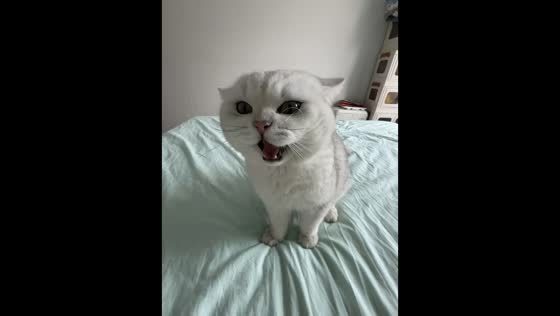 Cat startles owner with swift reaction after scolding in Beijing, China