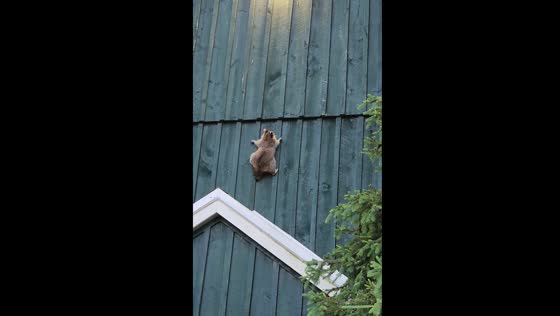 Raccoon attempts to navigate barn wall at Dragon's Edge Riding Academy
