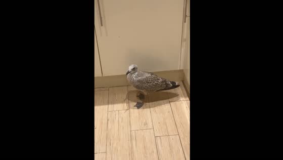 Seagull invades home in Worthing, West Sussex, UK
