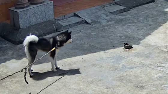 Dog watches sadly as car runs over its food bowl in Shandong, China