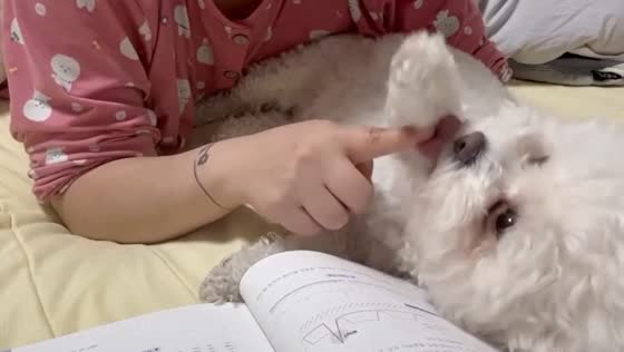 Dog licks owner's finger to help turn pages