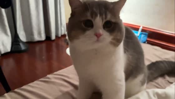 Playful cat responds to sounds in Hunan, China