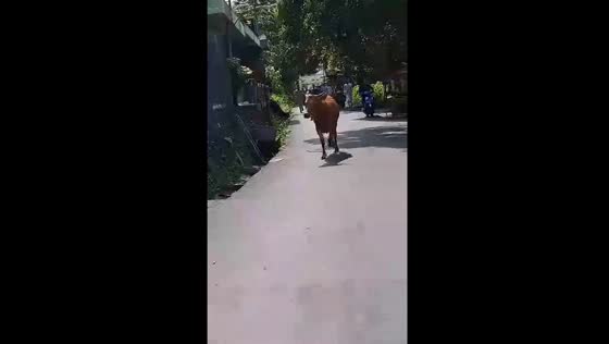 Raging cow causes chaos during Eid al-Adha in Belakang Padang, Indonesia