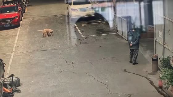Puppy runs into gate while carrying container in Zhejiang, China